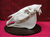 Plains Zebra Skull (Equus quagga)