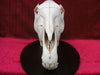 Plains Zebra Skull (Equus quagga)