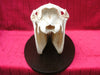 Plains Zebra Skull (Equus quagga)