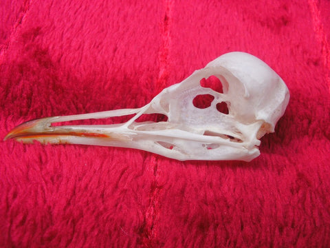 Black headed gull skull 3 (Chroicocephalus ridibundus)