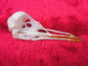 Black headed gull skull