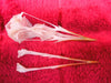 Black headed gull skull