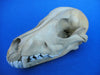 Dog skull, great colour and patina.