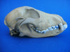 Dog skull, great colour and patina.