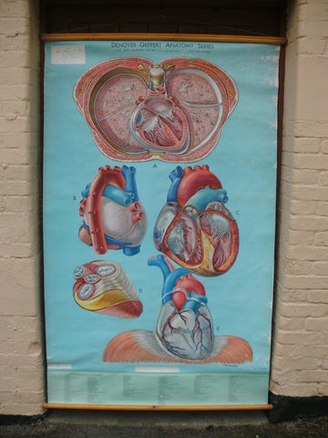 Vintage Denoyer - Geppert / Adam Rouilly extra large medical poster The Heart