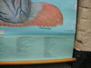 Vintage Denoyer - Geppert / Adam Rouilly extra large medical poster The Heart