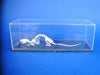 Flatters and Garnett Labratory specimen articulated rat skeleton