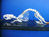 Flatters and Garnett Labratory specimen articulated rat skeleton