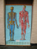 Vintage Life size Denoyer-Geppert / Adam Rouilly Anatomy poster