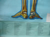 Vintage Life size Denoyer-Geppert / Adam Rouilly Anatomy poster