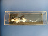 Flatters and Garnett Labratory specimen articulated rat skeleton