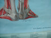 Vintage Life size Denoyer-Geppert / Adam Rouilly Anatomy poster