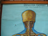 Vintage Life size Denoyer-Geppert / Adam Rouilly Anatomy poster