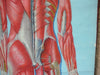Vintage Life size Denoyer-Geppert / Adam Rouilly Anatomy poster