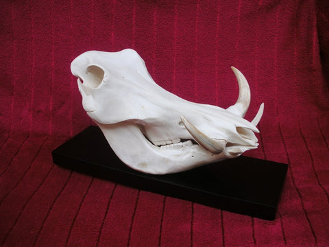 Warthog skull (Phacochoerus africanus)