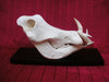 Warthog skull (Phacochoerus africanus)