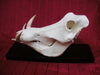 Warthog skull (Phacochoerus africanus)
