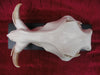 Warthog skull (Phacochoerus africanus)