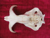 Warthog skull (Phacochoerus africanus)