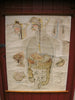 Vintage Adam Rouilly medical poster The Digestive System in Man.
