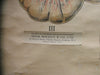 Vintage Adam Rouilly medical poster The Digestive System in Man.