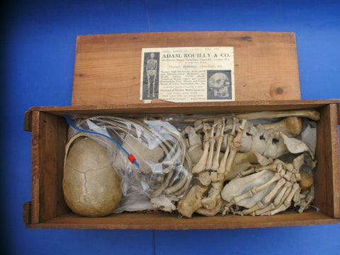 Antique Adam Rouilly medical real human half skeleton in wooden box