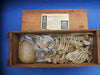 Antique Adam Rouilly medical real human half skeleton in wooden box for sale