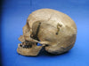 Antique Adam Rouilly medical real human half skeleton in wooden box for sale