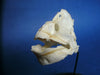 Chimaera / Ratfish skull (Hydrolagus sp.)