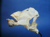 Chimaera / Ratfish skull (Hydrolagus sp.)