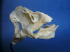 Chimaera / Ratfish skull (Hydrolagus sp.)