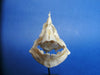 Chimaera / Ratfish skull (Hydrolagus sp.)