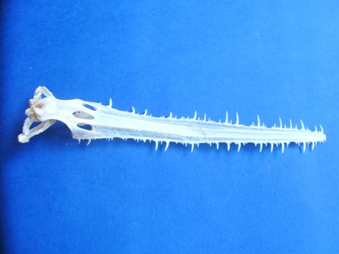 Sawshark (Pristiophorus species) skull