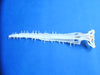Sawshark (Pristiophorus species) skull