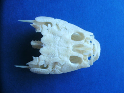 Stargazer (Uranoscopus sp) fish skull.