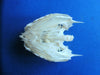 Stargazer (Uranoscopus sp) fish skull.