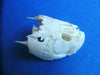 Stargazer (Uranoscopus sp) fish skull.