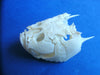 Stargazer (Uranoscopus sp) fish skull.