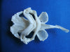Starry Ray Raja asterias skull