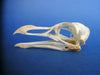 Razorbill skull (Alca torda)