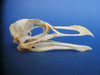 Razorbill skull (Alca torda)