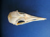 Razorbill skull (Alca torda)