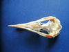 Razorbill skull (Alca torda)