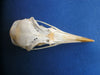 Razorbill skull (Alca torda)