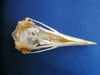 Razorbill skull (Alca torda)
