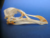 Razorbill skull (Alca torda)