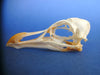 Razorbill skull (Alca torda)