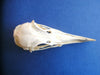Razorbill skull (Alca torda) 2
