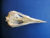 Razorbill skull (Alca torda) 2