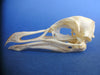 Razorbill skull (Alca torda) 2